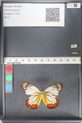 Media type: image;   Entomology 129997